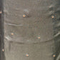 Unveil the charm of elegance with this olive green unstitched suit set